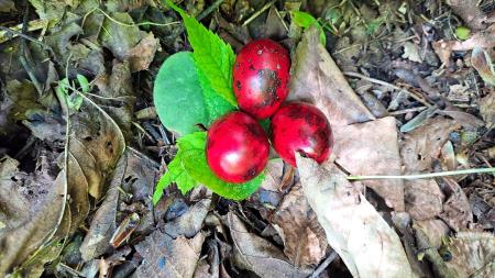 Pohod v Pekel in po Vorančevi poti ob deseti obletnici Festivala solzic (10)